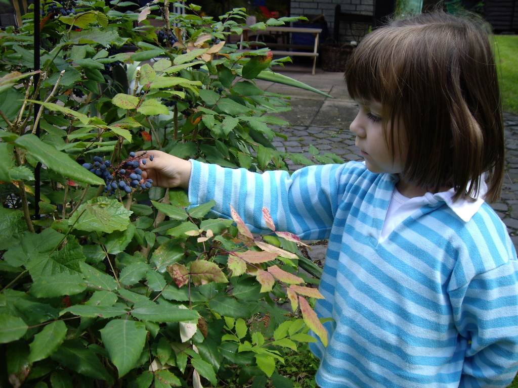 Herbstgarten: Kind pflückt Beere